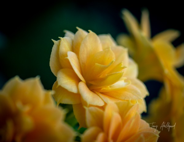 Georgia   Hi Res   LTR by Tracy Abildgaard